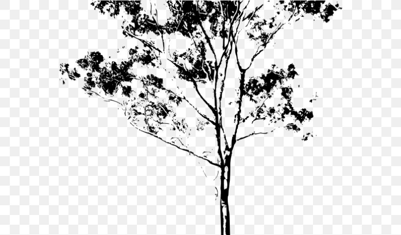 Tree Trunk Drawing, PNG, 582x481px, Drawing, Birch, Birch Family, Blackandwhite, Branch Download Free
