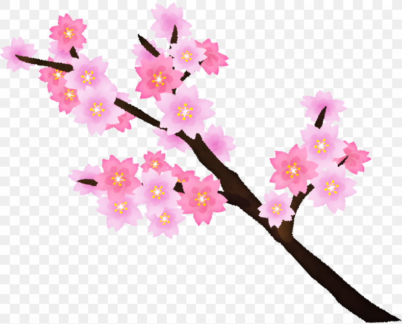 Cherry Blossom, PNG, 1600x1290px, Cherry Blossom, Blossom, Cherry, Floral Design, Flower Download Free