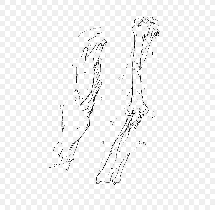 Finger Bone Arm Human Body Anatomy, PNG, 521x800px, Watercolor, Cartoon, Flower, Frame, Heart Download Free