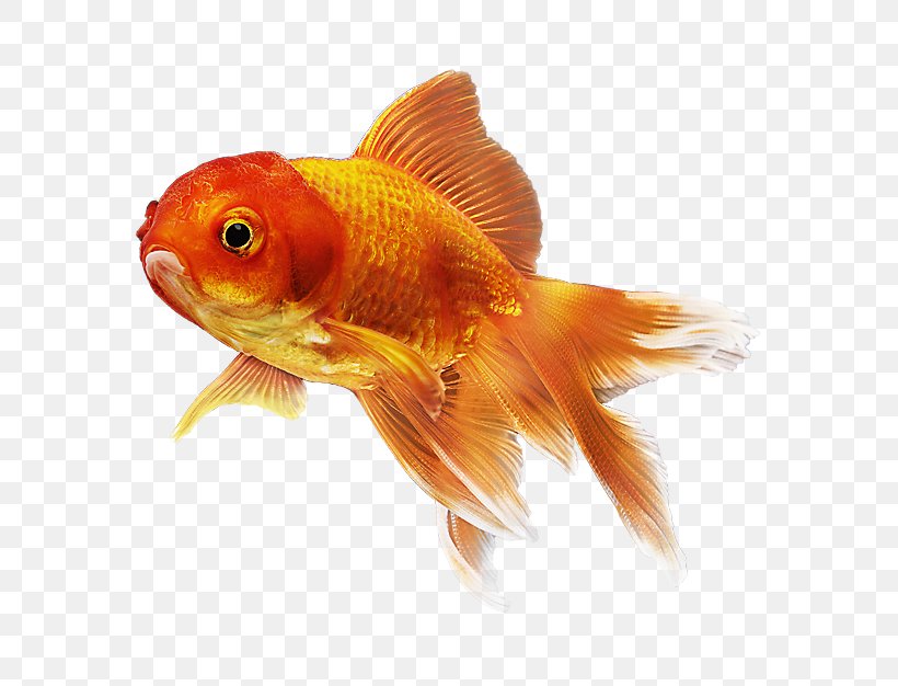 petsmart fantail goldfish