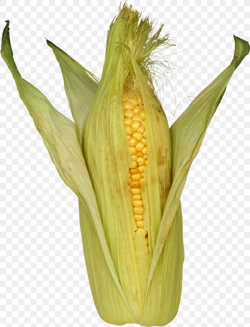 Maize Clip Art, PNG, 1852x2422px, Maize, Commodity, Corn On The Cob, Dent Corn, Digital Image Download Free