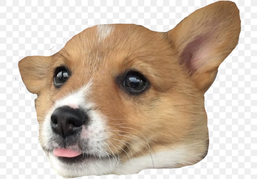 Pembroke Welsh Corgi Cardigan Welsh Corgi Actor Corgi-Chihuahua Dorgi, PNG, 721x574px, Pembroke Welsh Corgi, Actor, Aphmau, Cardigan Welsh Corgi, Carnivoran Download Free