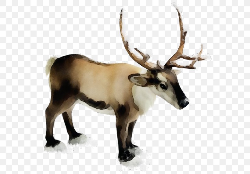 Reindeer, PNG, 600x570px, Watercolor, Antelope, Antler, Barren Ground Caribou, Deer Download Free