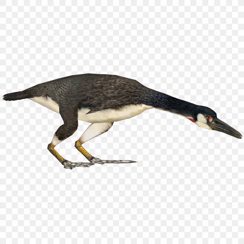 Bird Hesperornis Archaeopteryx Beak Cygnini, PNG, 1076x1076px, Bird, Archaeopteryx, Beak, Bird Of Prey, Cygnini Download Free