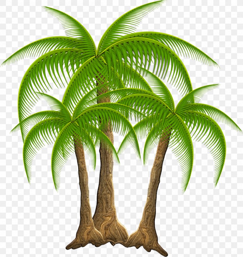 Plant Coconut Tropics Arecaceae Tree, PNG, 1206x1280px, Plant, Arecaceae, Arecales, Attalea Speciosa, Coco Download Free