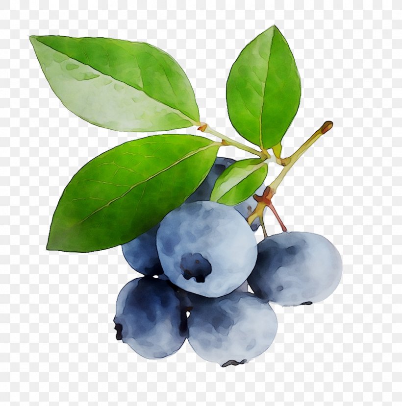 Blueberry Bilberry Huckleberry Acai Berry Berries, PNG, 1087x1099px, Blueberry, Acai Berry, Anthocyanin, Arctostaphylos, Berries Download Free