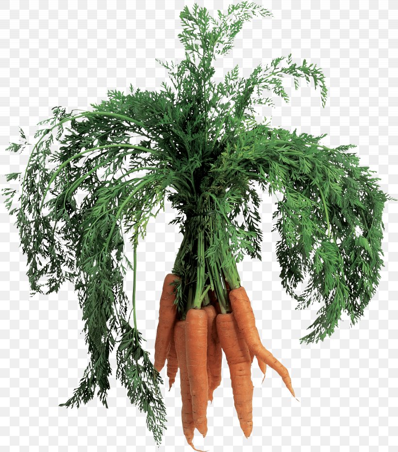 Carrot, PNG, 2460x2800px, Carrot, Baby Carrot, Carrot Juice, Daucus Carota, Flowerpot Download Free