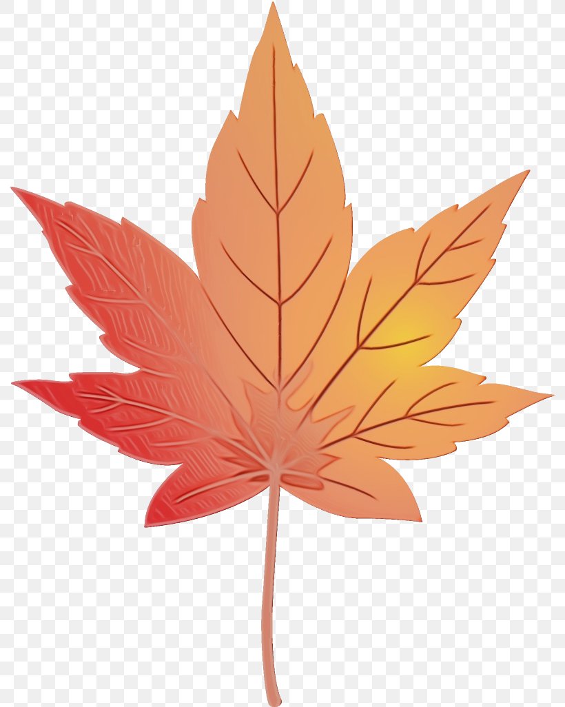 Maple Leaf, PNG, 792x1026px, Watercolor, Deciduous, Leaf, Maple, Maple Leaf Download Free