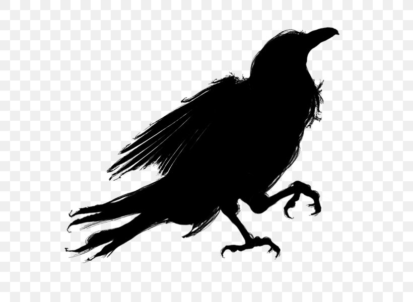 Silhouette Bird American Crow, PNG, 600x600px, Silhouette, American Crow, Beak, Bird, Black And White Download Free