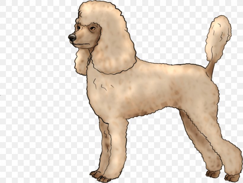 American Cocker Spaniel Puppy Dog Breed Companion Dog Non-sporting Group, PNG, 900x679px, American Cocker Spaniel, Breed, Breed Group Dog, Carnivoran, Cocker Spaniel Download Free
