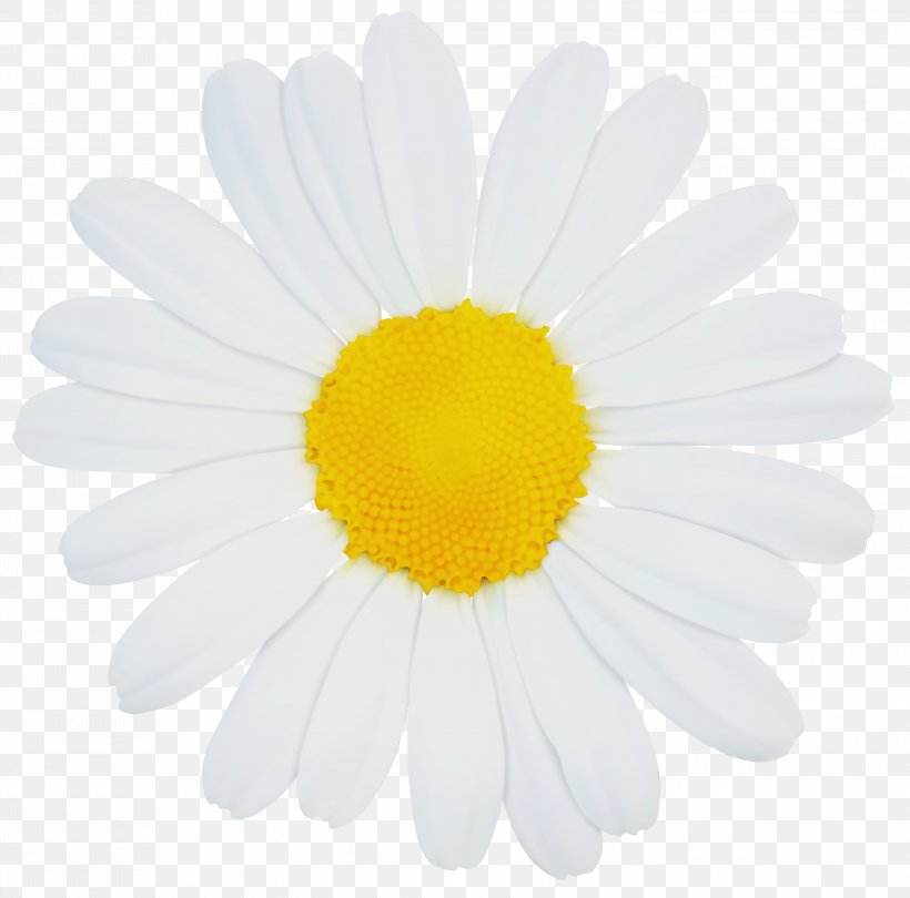 Daisy, PNG, 3000x2966px, Watercolor, Camomile, Chamomile, Daisy, Flower Download Free