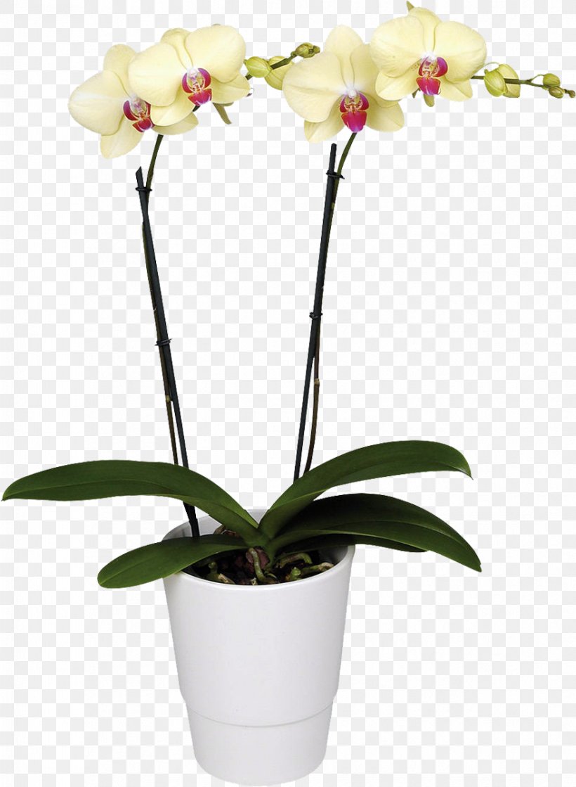 Moth Orchids Flower Houseplant, PNG, 879x1200px, Moth Orchids, Artificial Flower, Blossom, Boat Orchid, Cachepot Download Free