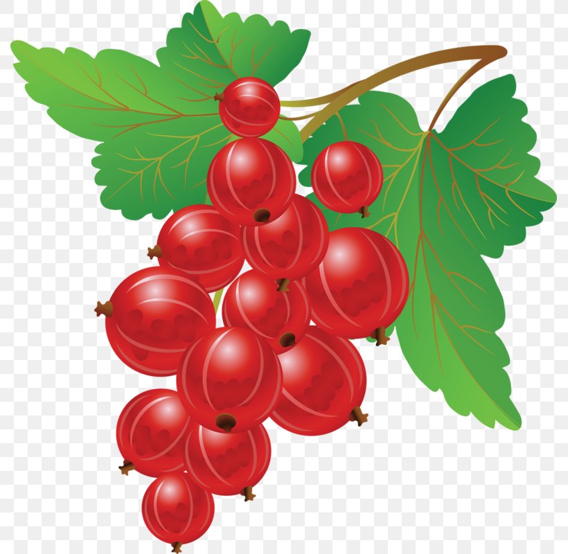 Redcurrant Blueberry Fruit Clip Art, PNG, 789x800px, Redcurrant, Berry, Blueberry, Cherry, Cranberry Download Free