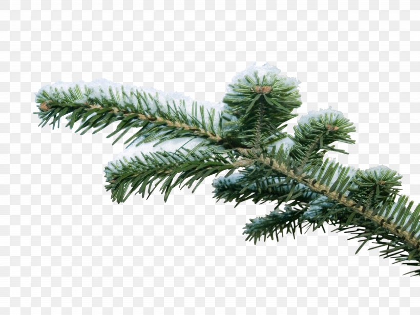 Spruce Branch Tree Clip Art, PNG, 5120x3840px, Spruce, Branch, Christmas Ornament, Conifer, Conifers Download Free