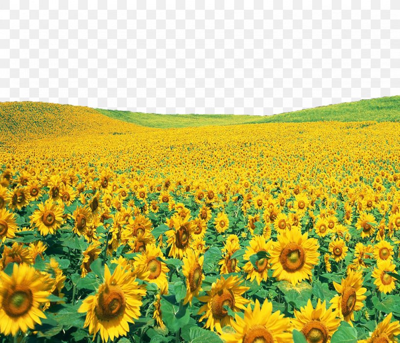 Common Sunflower Wallpaper, PNG, 1024x878px, Common Sunflower, Annual Plant, Daisy Family, Field, Flower Download Free