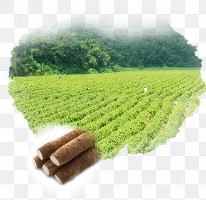 Big Ban - Crop Andongma Seed Plantation PNG