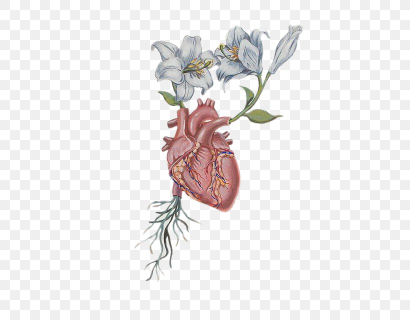 Heart Flower Drawing Anatomy Png 454x640px Heart Anatomy Aorta Art Doodle Download Free
