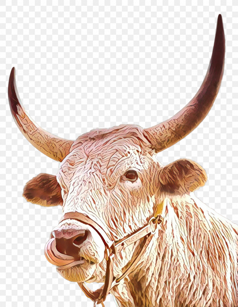 Horn Bovine Ox Texas Longhorn Snout, PNG, 1006x1300px, Horn, Bovine, Bull, Cowgoat Family, Livestock Download Free
