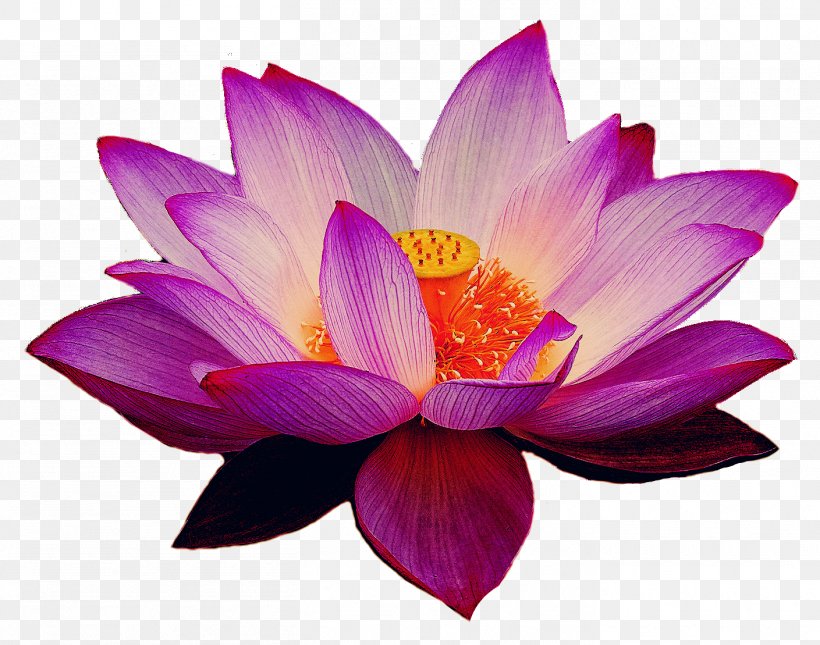Transparency Sacred Lotus Clip Art Image, PNG, 1409x1109px, Sacred Lotus, Annual Plant, Aquatic Plant, Botany, Crocus Download Free