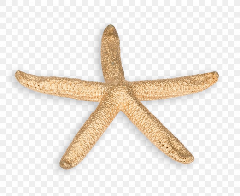 Starfish Fossile Muscheln Gastropods Bivalvia Oreasteridae, PNG, 977x800px, Starfish, Bivalvia, Burgundy Snail, Echinoderm, Fossil Download Free