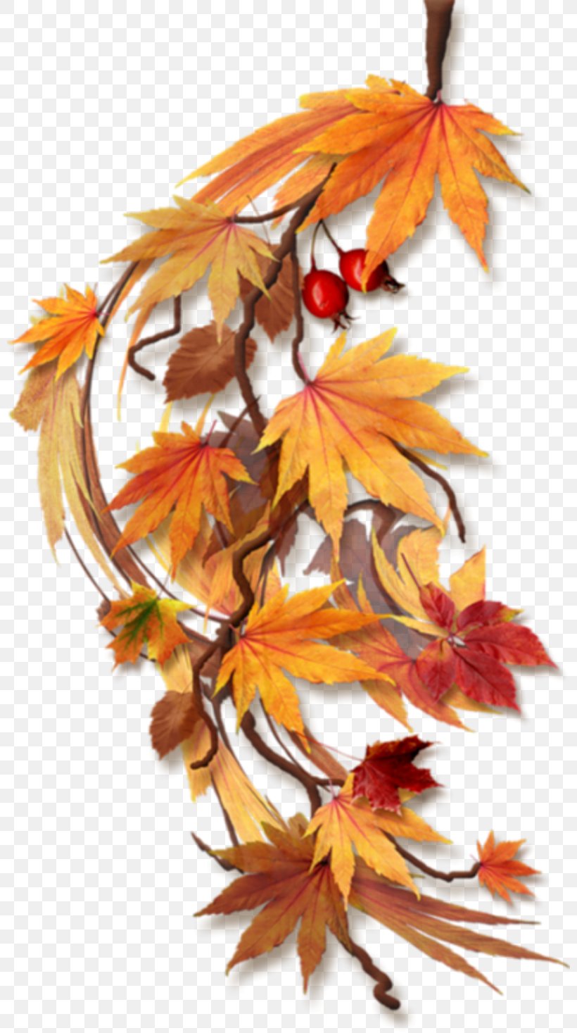Autumn Clip Art, PNG, 800x1467px, Autumn, Autumn Leaf Color, Drawing, Flower, Flowering Plant Download Free