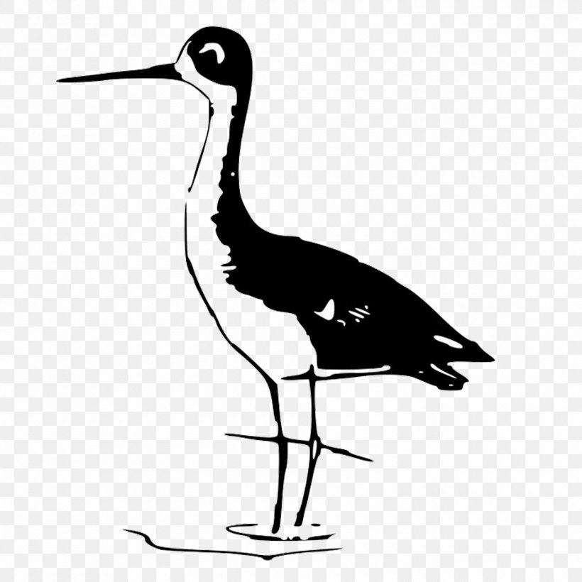 Bird Gulls Owl Stilt Wader, PNG, 1500x1500px, Bird, Avocet, Beak, Bird Flight, Black And White Download Free