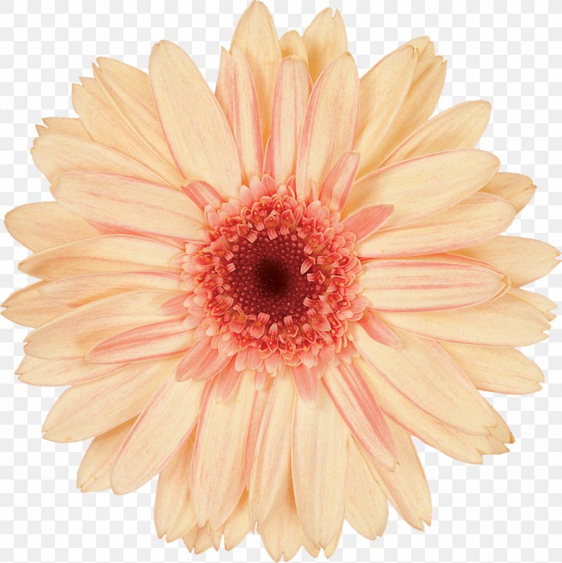 Daisy Family Transvaal Daisy Cut Flowers, PNG, 1196x1200px, Daisy Family, Advertising, Asterales, Bright, Chrysanthemum Download Free