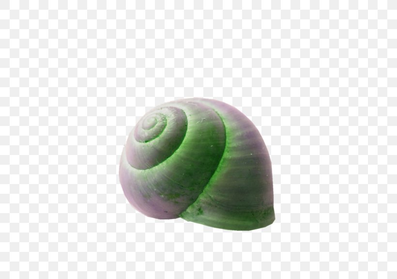 Emerald Green Snail Seashell Spiral, PNG, 576x576px, Snail, Emerald Green Snail, Mollusc Shell, Organism, Seashell Download Free