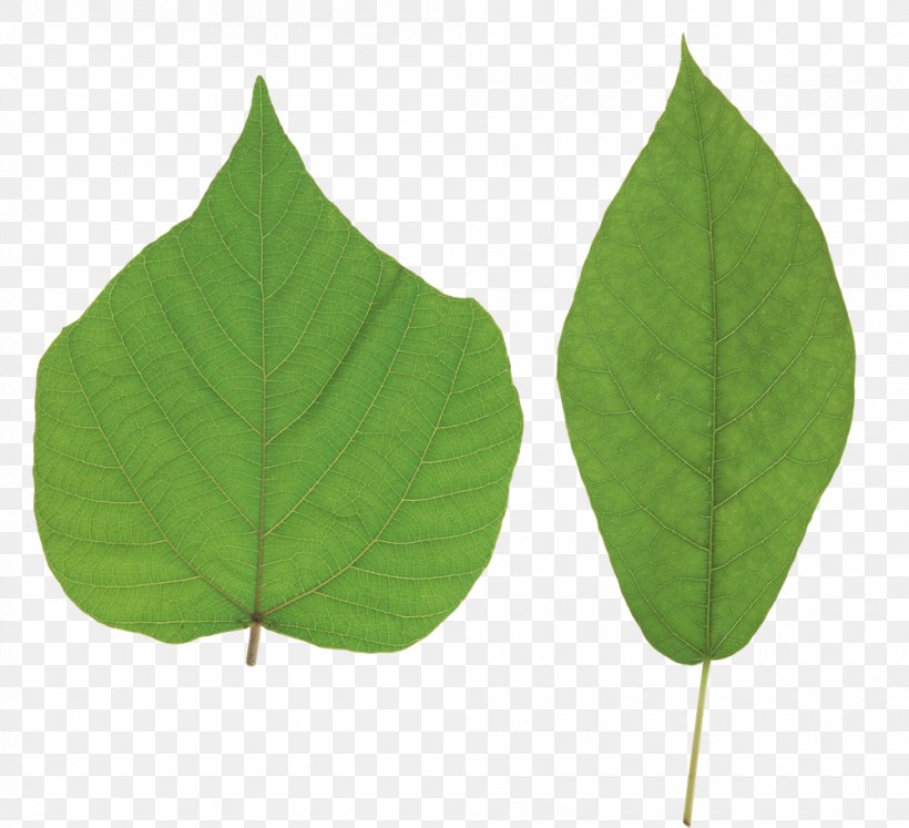 Leaf Clip Art, PNG, 1000x912px, Leaf, Display Resolution, Dots Per Inch, Image File Formats, Image Resolution Download Free