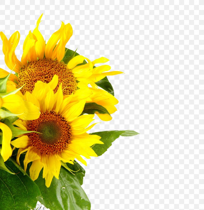Stock Photography Shutterstock Common Sunflower, PNG, 994x1024px, Stock Photography, Common Sunflower, Cut Flowers, Daisy Family, Floral Design Download Free