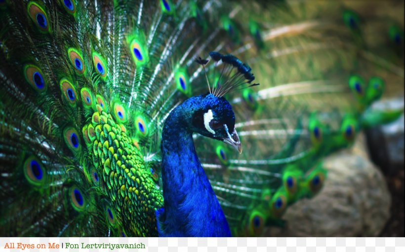 Bird Asiatic Peafowl Feather Peacock Dance, PNG, 1500x935px, Bird, Animal, Asiatic Peafowl, Beak, Feather Download Free