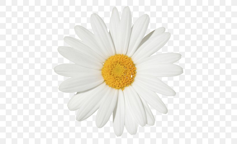 Common Daisy Flower Chamomile Stock Photography Clip Art, PNG, 500x500px, Common Daisy, Aster, Birth Flower, Chamaemelum Nobile, Chamomile Download Free