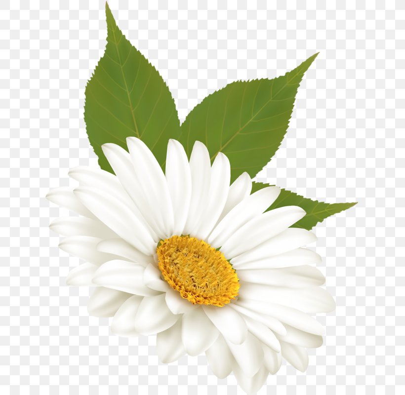 Common Daisy Flower Tulip Clip Art, PNG, 636x800px, Common Daisy, Annual Plant, Art, Aster, Blume Download Free