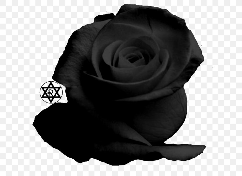 Garden Roses Email, PNG, 640x597px, Garden Roses, Black, Black And White, Black M, Blood Download Free