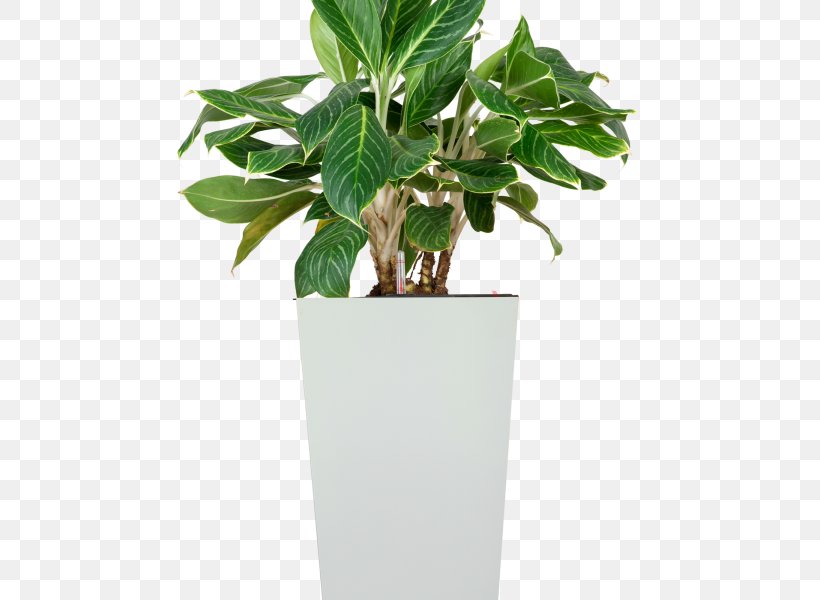 Leaf Ornamental Plant Chinese Evergreen Houseplant Tree, PNG, 600x600px, Leaf, Arums, Chinese Evergreen, Dumb Canes, Executive Desk Download Free