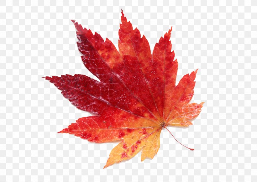 Maple Leaf Color Red, PNG, 1264x897px, Maple Leaf, Autumn, Color, Leaf, Maple Download Free