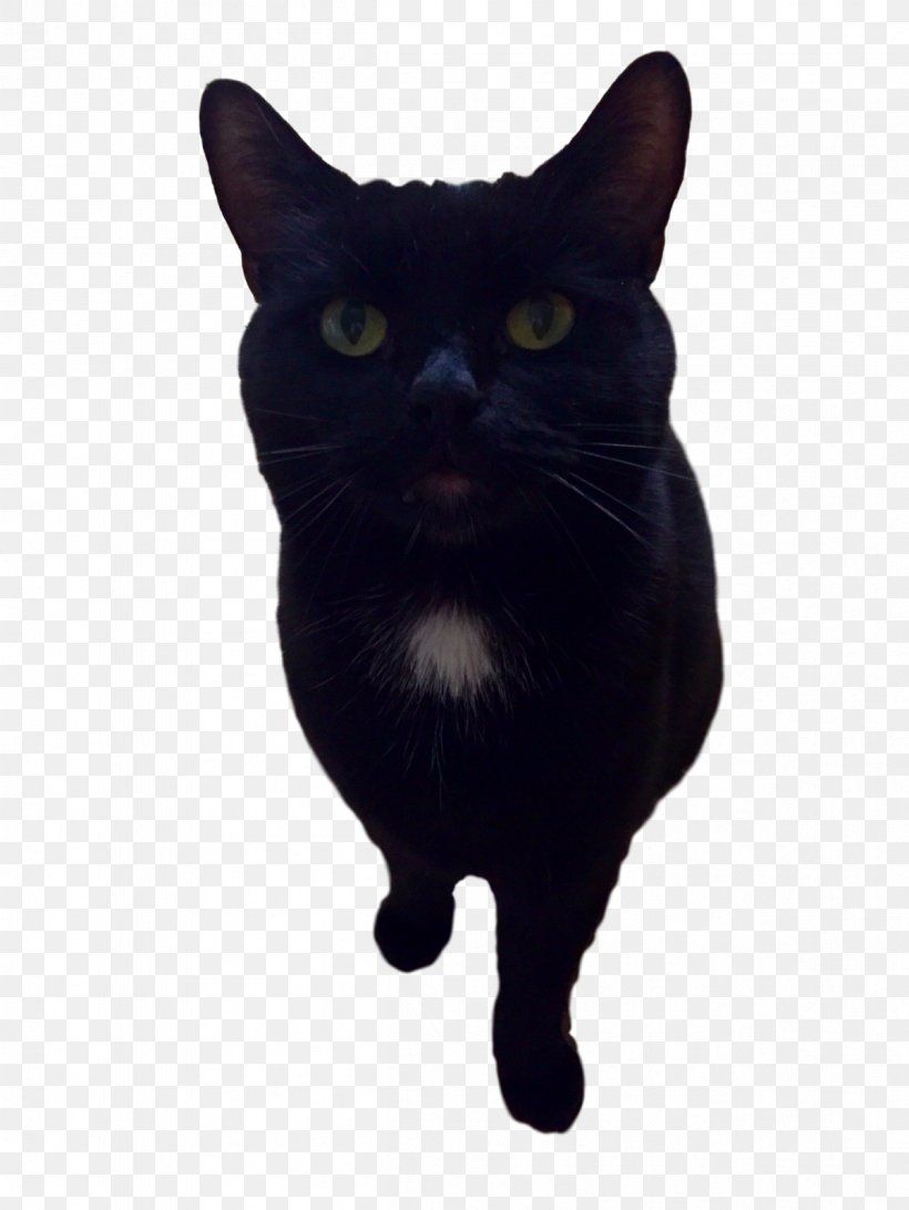 Bombay Cat Korat Havana Brown Black Cat Whiskers, PNG, 1201x1600px, Bombay Cat, Animal, Asian, Black Cat, Bombay Download Free
