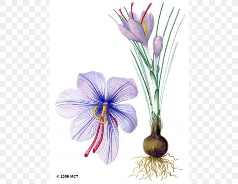 Saffron Autumn Crocus Drawing Botanical Illustration, PNG, 1024x796px, Saffron, Autumn Crocus, Botanical Illustration, Botany, Crocus Download Free