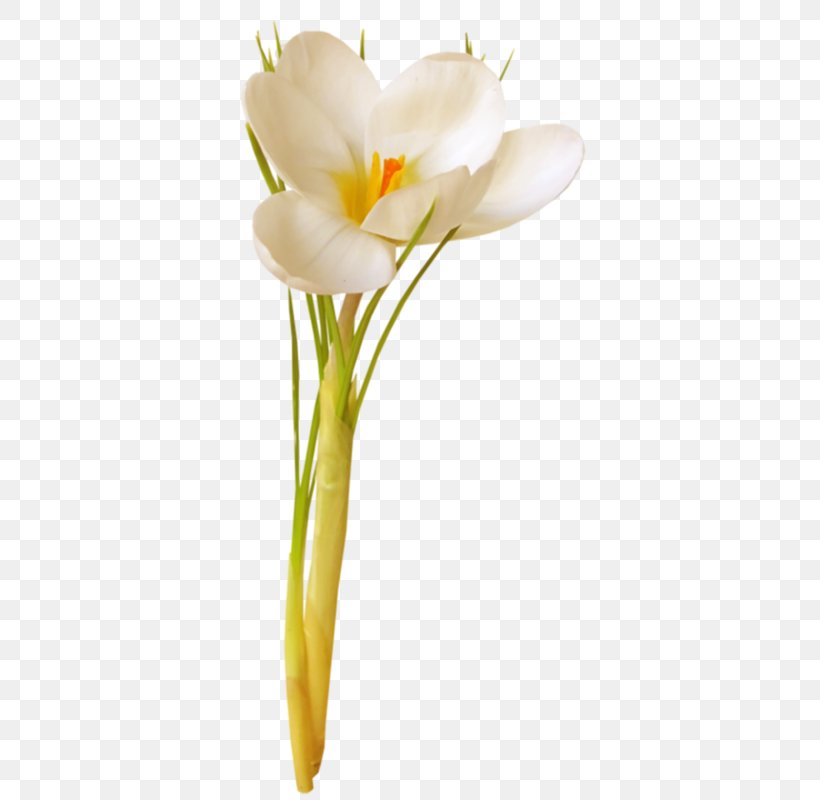 White Lily Flower, PNG, 380x800px, Floral Design, Arum Family, Crocus, Cut Flowers, Flower Download Free
