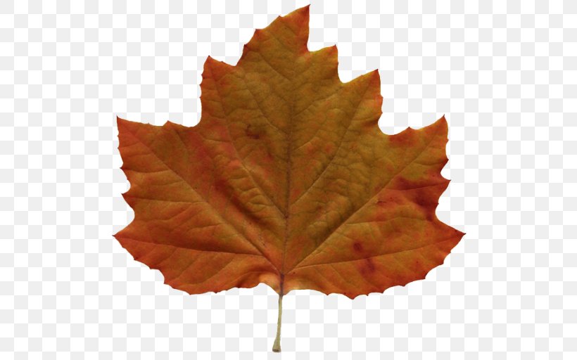 Autumn Leaf Color Amazing Autumn Clip Art, PNG, 512x512px, Leaf, Amazing Autumn, Android, Autumn, Autumn Leaf Color Download Free