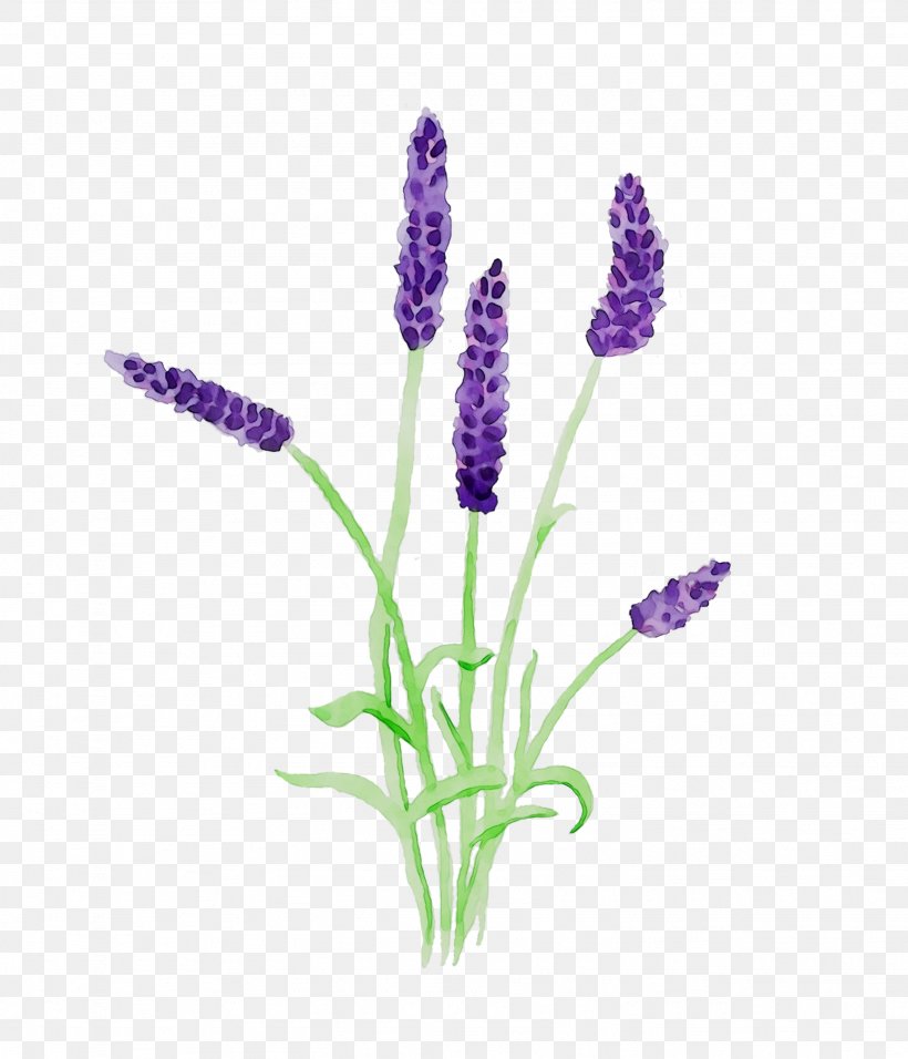 English Lavender French Lavender Plant Stem Plants, PNG, 1639x1911px, English Lavender, Fernleaf Lavender, Florist Gayfeather, Flower, Flowering Plant Download Free