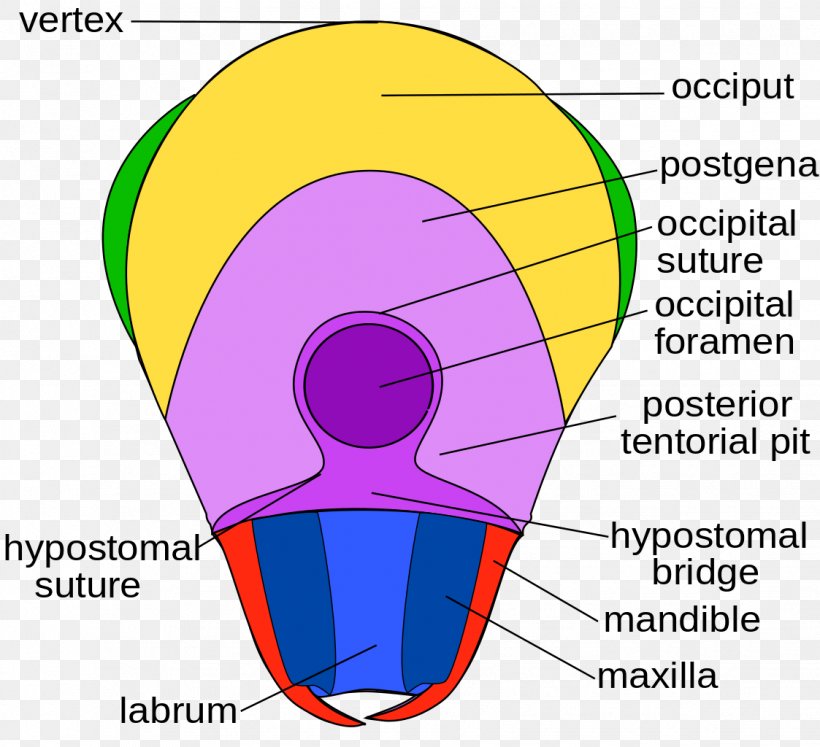 Insect Head Anatomy Hexapod Human Body, PNG, 1123x1024px, Watercolor, Cartoon, Flower, Frame, Heart Download Free