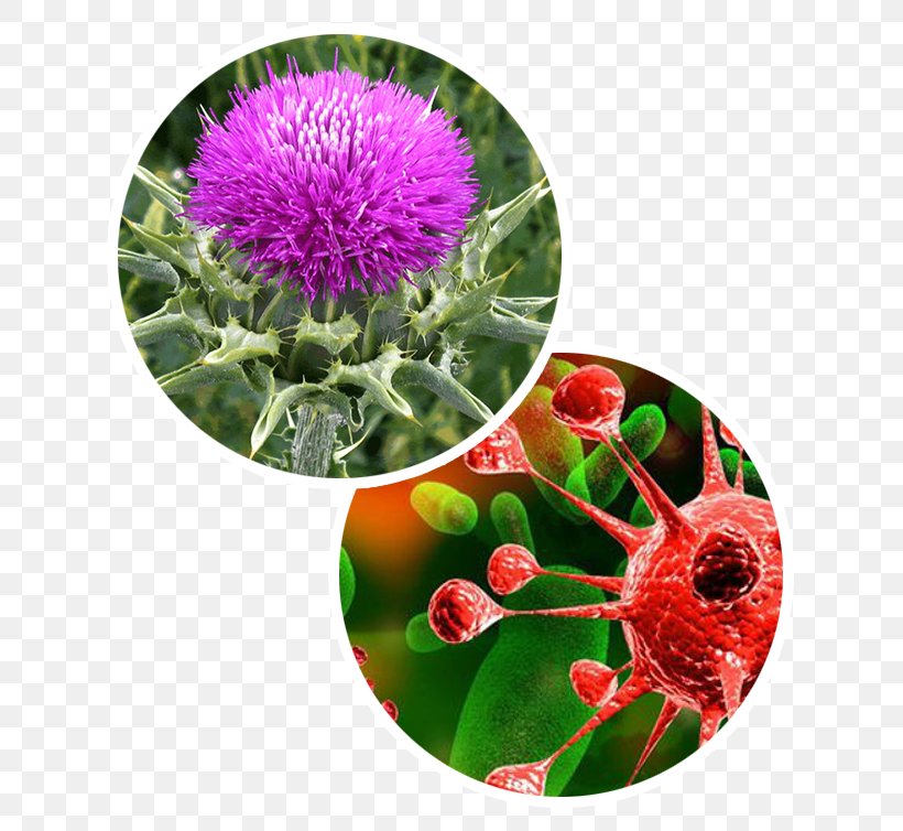 Milk Thistle Side Effect Tea Macerare, PNG, 652x754px, 2017, Milk Thistle, Area, Cancer, Flower Download Free