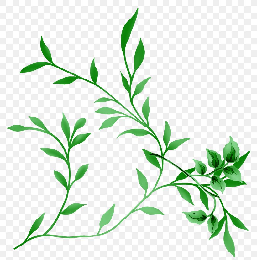 Clip Art Image Vector Graphics Leaf, PNG, 800x828px, Leaf, Branch, Grass, Herb, Lossless Compression Download Free