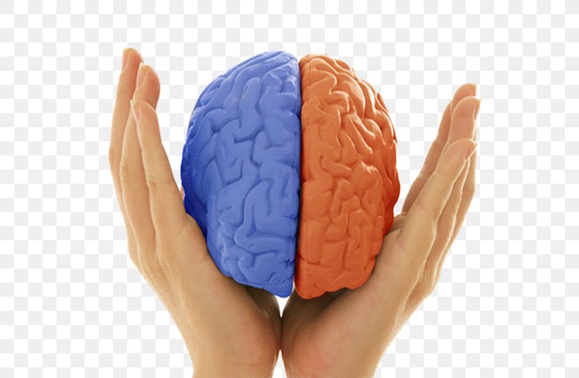The Female Brain Lateralization Of Brain Function Neurofeedback Brain Injury, PNG, 658x535px, Watercolor, Cartoon, Flower, Frame, Heart Download Free
