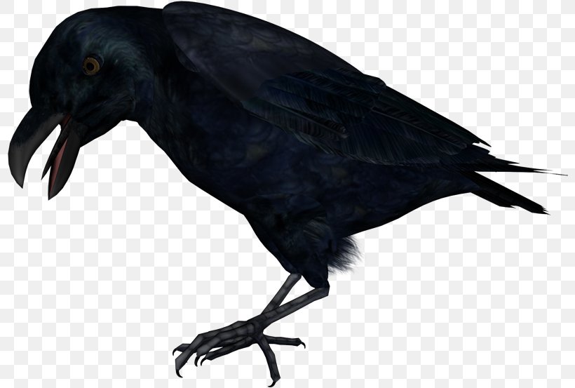 Common Raven Carrion Crow Raster Graphics Editor Clip Art, PNG, 800x553px, Common Raven, American Crow, Beak, Bird, Carrion Crow Download Free