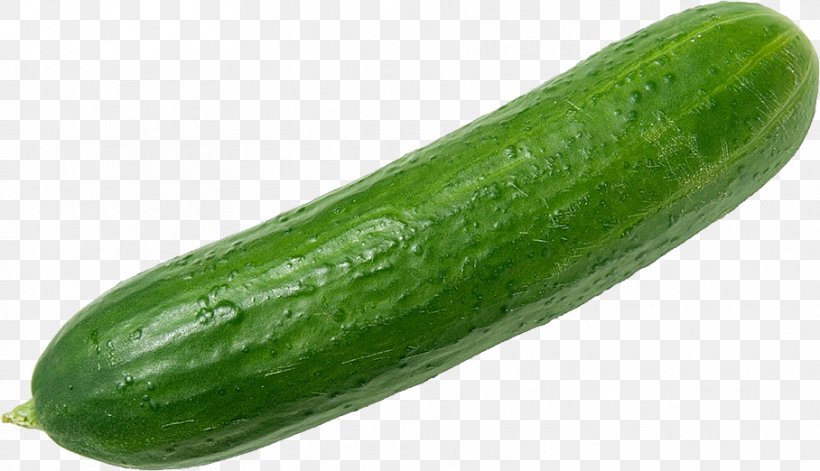Cucumber Vegetable Organic Food Zucchini Fruit, PNG, 908x522px, Cucumber, Armenian Cucumber, Asparagus, Cucumber Gourd And Melon Family, Cucumber Mosaic Virus Download Free