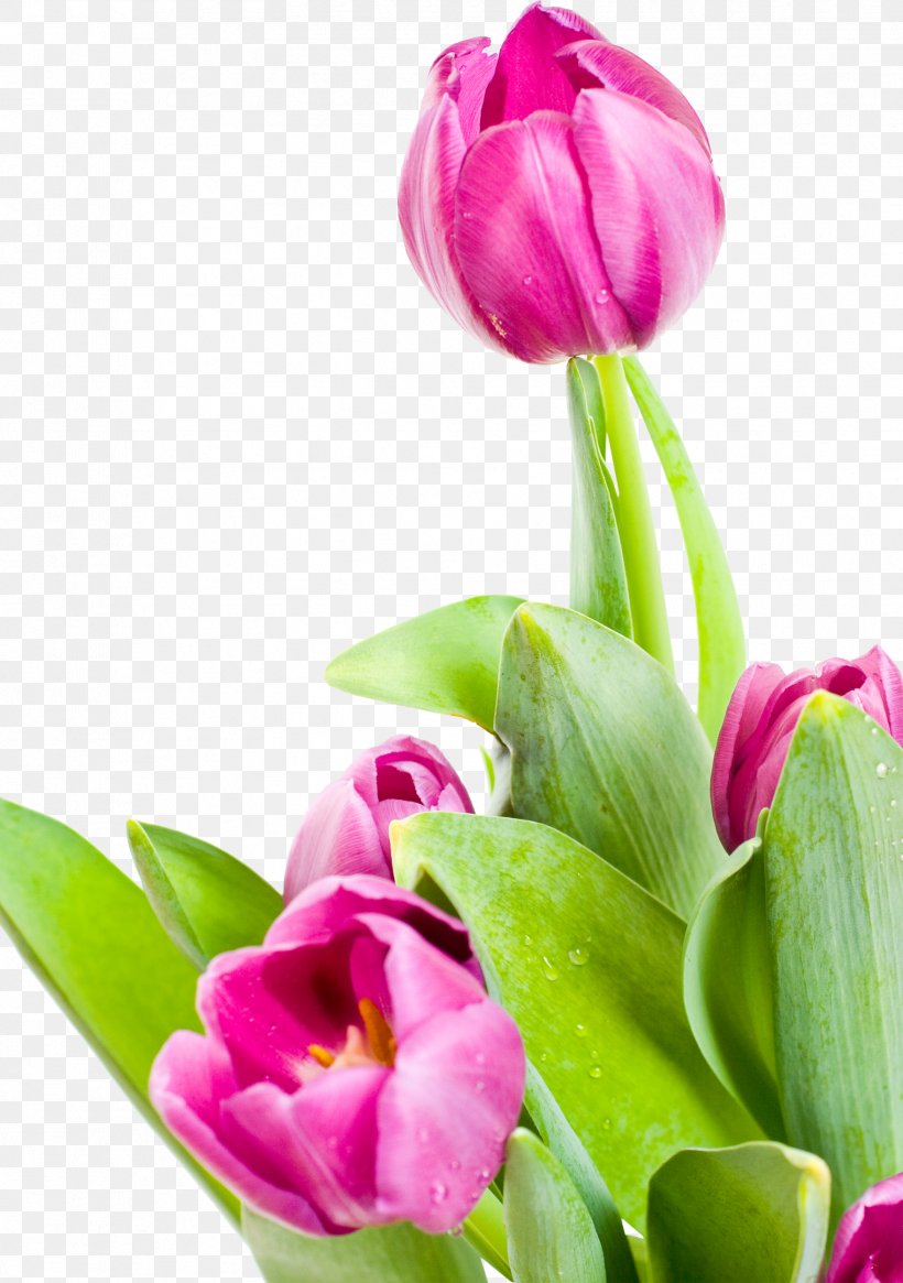 Desktop Wallpaper Flower Tulip Clip Art, PNG, 1759x2500px, Flower, Bud, Cut Flowers, December 5 2016, Floral Design Download Free