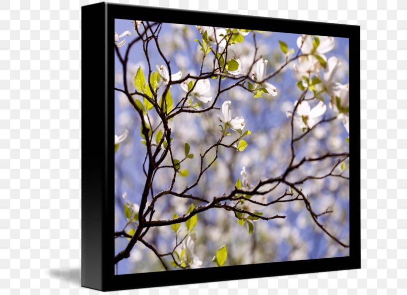 Gallery Wrap Flowering Dogwood Picture Frames ST.AU.150 MIN.V.UNC.NR AD Art, PNG, 650x593px, Gallery Wrap, Art, Blossom, Branch, Canvas Download Free