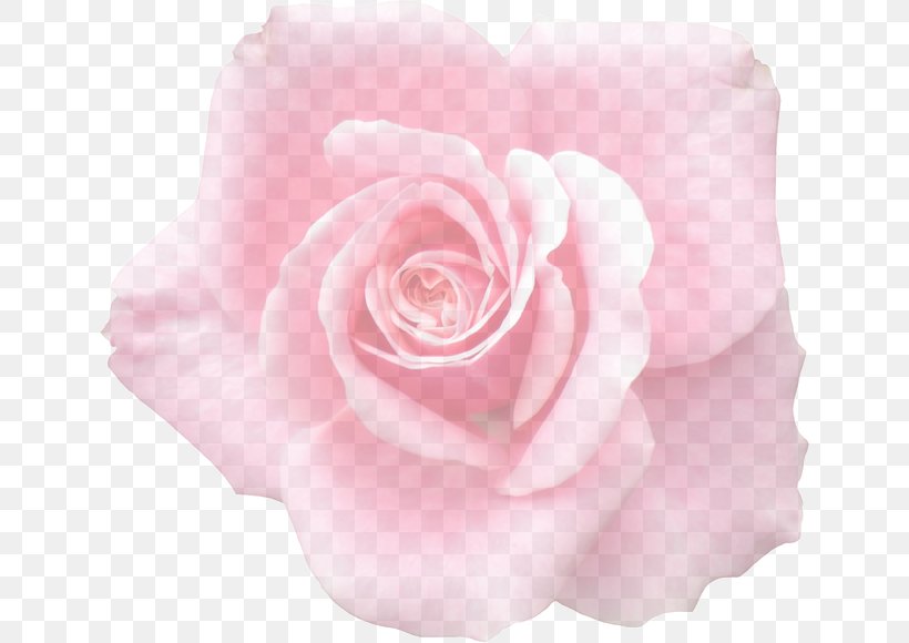 Garden Roses Cabbage Rose Floribunda Graphics Clip Art, PNG, 640x580px, Garden Roses, Blossom, Cabbage Rose, Cut Flowers, Floribunda Download Free